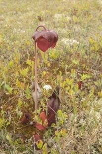 photo of Sarracenia purpurea