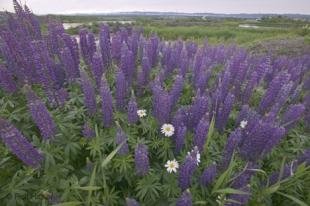 photo of newfoundland F76T3617