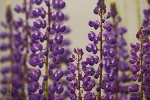 photo of flower lupinus sp