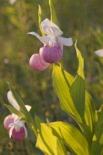 photo of Cypripedium reginae Rare Flower