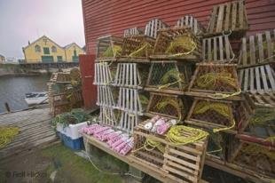 photo of newfoundland F76T7568