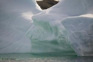 photo of newfoundland F76T8303