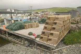 photo of newfoundland F76T8622
