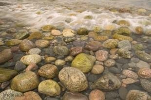 photo of newfoundland F76T9024