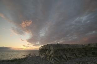 photo of newfoundland F76T9160