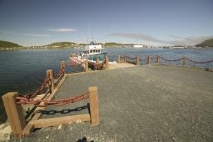 photo of newfoundland F76T9568