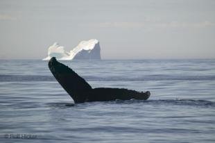 photo of Viking Trail Whale Watching