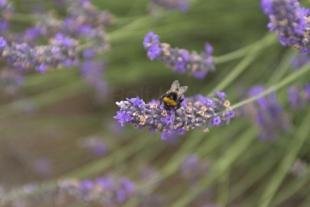 photo of Bumble Bees