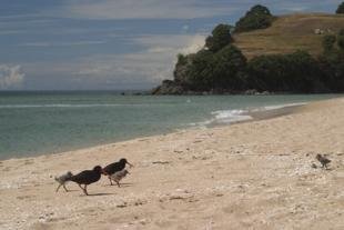 photo of Oystercatchers