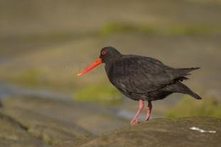 photo of Oyster Catcher Haematopus ostralegus