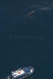 photo of Kaikoura Whale Watch