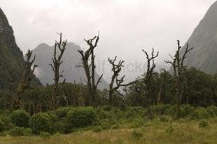 photo of fiordland