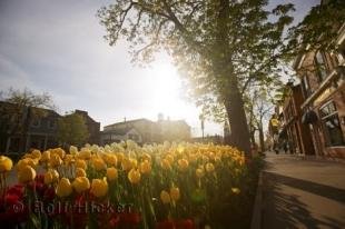 photo of niagara tulips