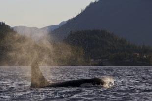 photo of Northern Vancouver Island Whale Watching British Columbia