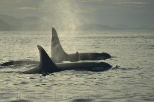photo of Northern Vancouver Island Killer Whales