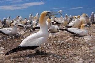 photo of Australasian Gannet Sea Birds Hawkes Bay New Zealand