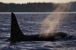 photo of Killer Whale Ocean Mist Sunlight