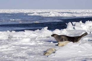 photo of Ocean Animals Harp Seals Icefloe