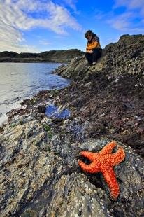 photo of Ochre Sea Star Pacific Rim National Park Vancouver Island