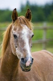 photo of Old Cute Horse Animal Picture
