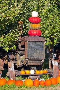 photo of Old Tractor Fall Pumpkins