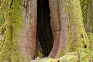 photo of Vancouver Island Old Growth Forest Tree