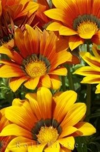 photo of Oliva Spain Gazania Flowers