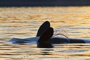 photo of Sunset Whale Watching Orca Whale Backstrokes