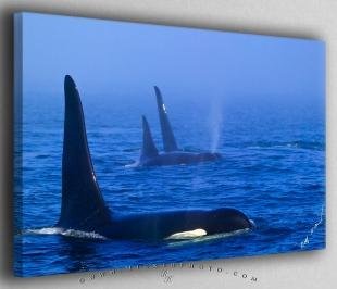 photo of Orca Family in Fog Canvas Fine Art Photo