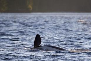 photo of Orca Fin Northern Vancouver Island