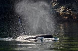 photo of Orca In Sunlight