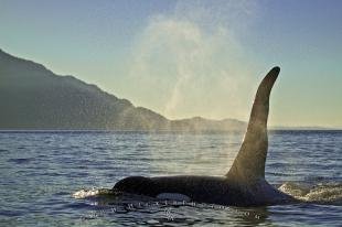 photo of Orca Killer Whale Sunset Johnstone Strait