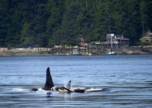 photo of Orca Lab Hanson Island Orcas