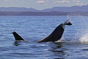 photo of Orca Whale Splashing Tail Vancouver Island