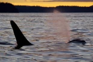 photo of Orca Sunset Yellow Northern Vancouver Island Canada