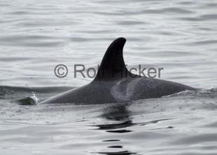 photo of Orca Whale Springer Saddle Patch