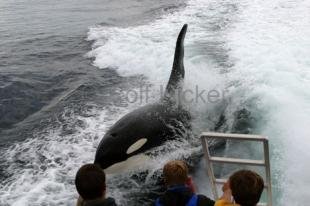 photo of Orca Whale surfing