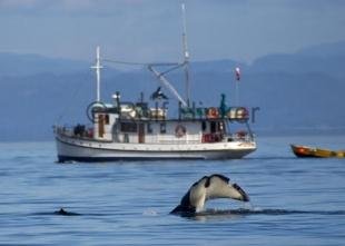 photo of Orca Whale Tail Whale Watching Boat