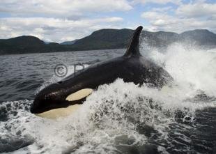 photo of Orca Whale Watching Wake Riding