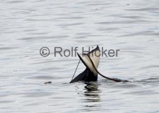 photo of Orca Whale Springer Playing