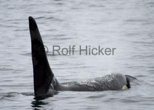 photo of Orca Tall Dorsal Fin