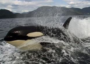 photo of Orca Whale