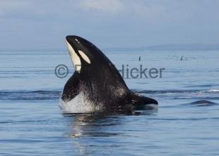 photo of Port McNeill Whale Watching