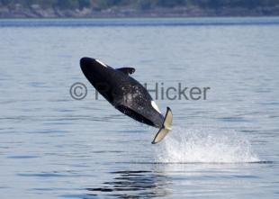 photo of orca whale springer jumping