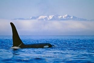 photo of Killer Whale Scientific Name Orcinus orca