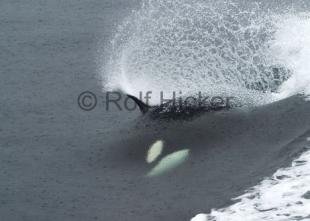photo of Orcinus Orca Wake Riding Underwater