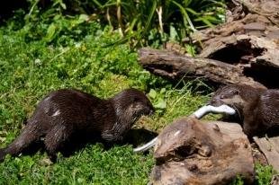 photo of Oriental Small Clawed Otter Couple Auckland Zoo