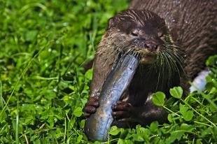 photo of Oriental Small Clawed Otter