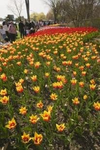 photo of ottawa tulip festival