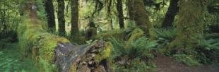 photo of Hoh Rainforest Panoramic Picture